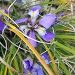 Iris unguicularis花