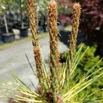 Pinus densiflora Прочее