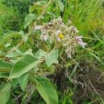 Solanum tettense Flower