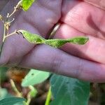 Desmodium paniculatum Ovoce