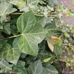 Hedera hibernica पत्ता