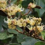 Julbernardia globiflora Floro