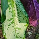 Aglaonema commutatumপাতা