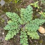 Senecio doriaFulla