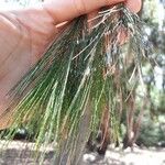 Allocasuarina torulosa Blad