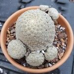Euphorbia piscidermis Hoja
