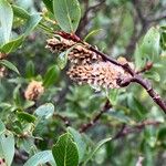 Salix planifolia Cvet