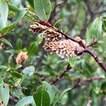 Salix planifolia Flor
