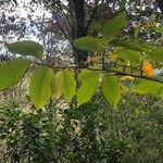 Stewartia malacodendron Levél