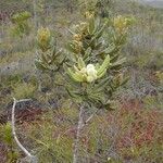 Pancheria hirsuta Hábito