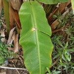 Musa acuminata 葉