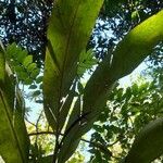 Hedychium coronarium Blad