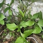 Lactuca floridana Habitus