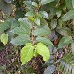 Ficus tinctoria पत्ता