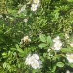 Rosa multiflora Hoja