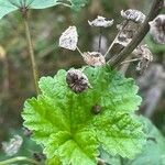 Malva arborea Fruto