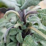 Salvia officinalis Bark
