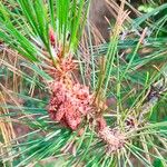 Pinus heldreichii Flor