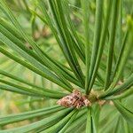 Pinus bungeana ഇല