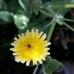 Sonchus oleraceusFlower