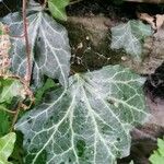 Hedera hibernica पत्ता