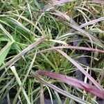 Pennisetum setaceum 樹皮