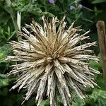 Echinops sphaerocephalus 果實