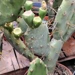 Opuntia stricta Natur