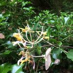 Lonicera japonicaBlomma