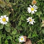 Leucanthemum adustum Habitat