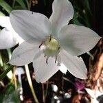 Urceolina × grandiflora List