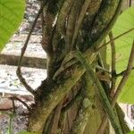 Aristolochia macrophylla Bark