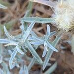 Atractylis carduus Hoja