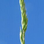 Festuca indigesta Flor