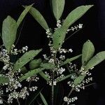 Ilex affinis Leaf