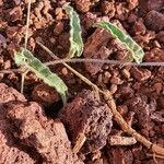 Ipomoea mombassana Leaf