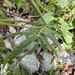 Anthyllis vulneraria Leht