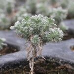 Artemisia schmidtiana موطن