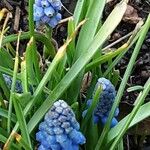 Muscari armeniacum Feuille