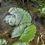 Nymphaea ampla List
