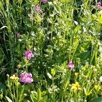 Mimulus lewisii Blüte