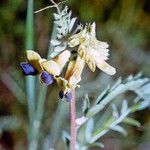 Vicia melanops Kukka