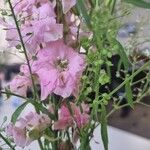 Delphinium ajacisЦветок