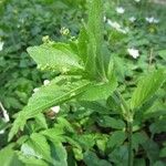 Mercurialis perennis Hoja
