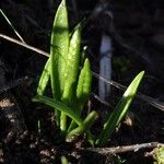 Ophioglossum lusitanicum Foglia