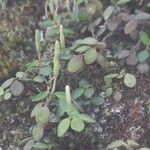 Peperomia rotundifolia Hoja