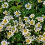 Erigeron strigosus Leaf