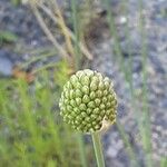 Allium sphaerocephalon फूल