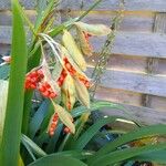 Iris foetidissima ഫലം