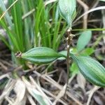 Eulophia maculata 果實